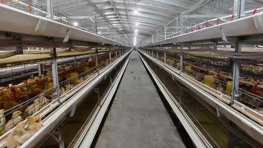 【乡村百问·振兴答卷】集体经济发展问题⑧（阜南县张寨镇）