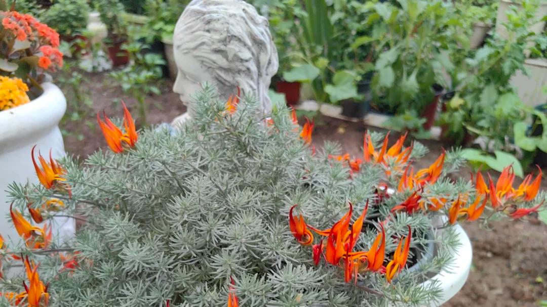 有种优秀的“冷门”植物，漂亮又好养，因名字奇怪，很少人知道