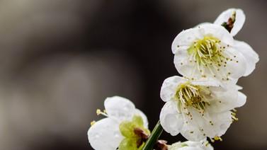 人就算老了，也要骨气长存