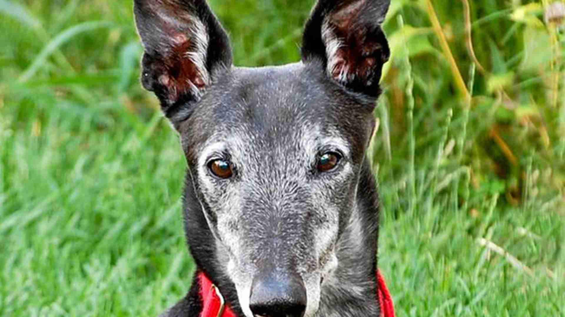 灵缇犬饲料配方优化，职业赛期营养标准，钙磷比例1.2_1，喂食量需动态调整