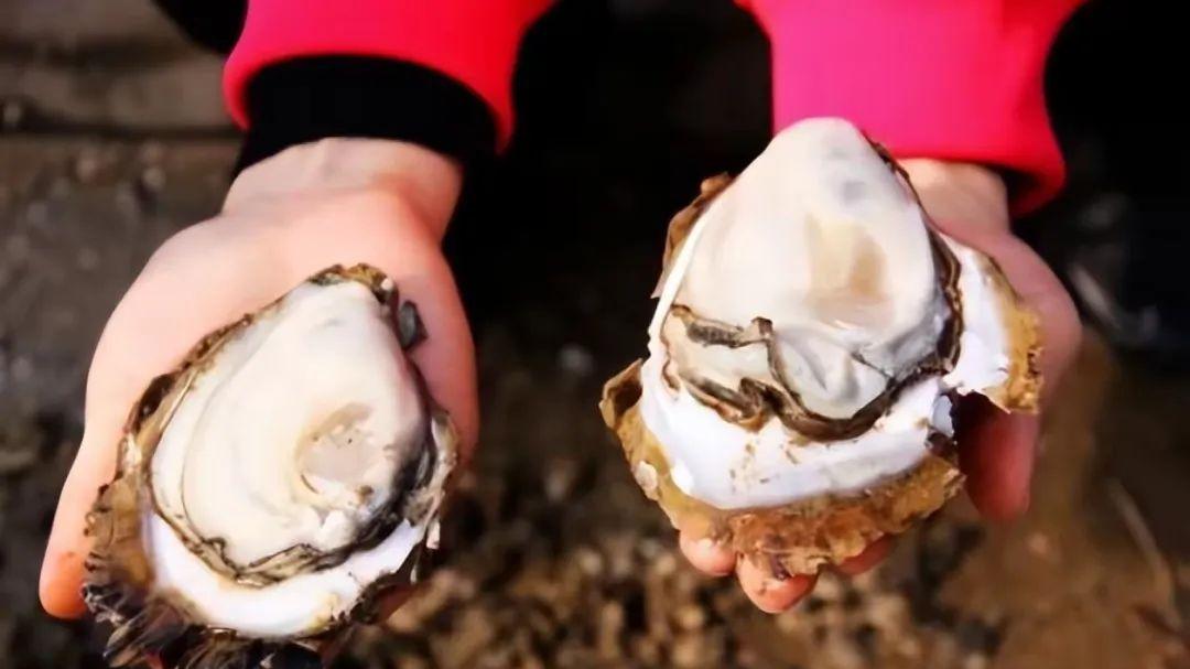 明明长得一模一样，为啥一个叫牡蛎，一个叫生蚝？