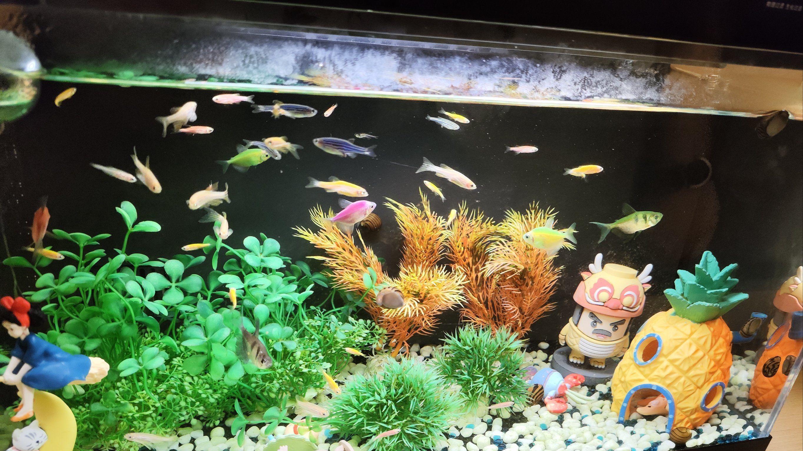 观察的艺术：一位养鱼人的健康监测手册，教您通过日常细节读懂观赏鱼的身体语言