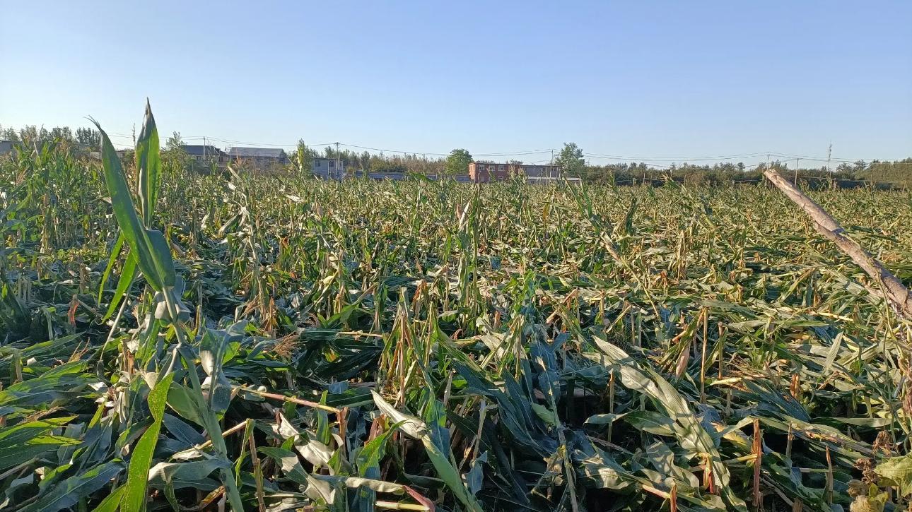 今年的种植户太难了！冰雹来袭，数以万计的农户或将受损！