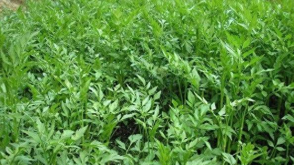 挖野菜也需要技术，这份攻略你不能错过