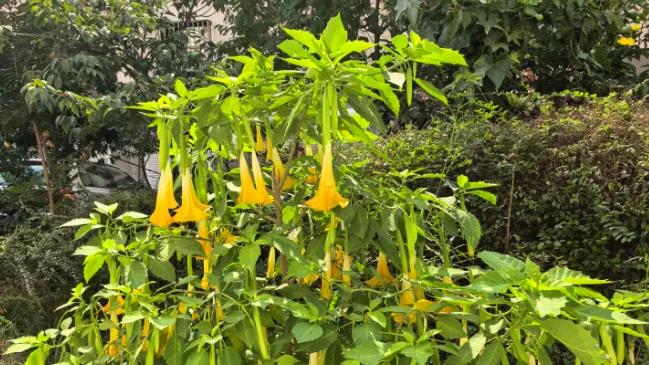 平度金泰·福临家园长出曼陀罗花剧毒花？