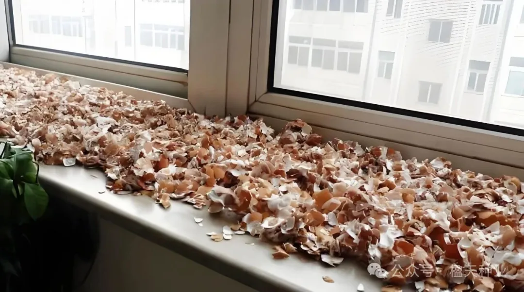 95%花友不知道的蛋壳用法：烤脆磨粉后，倒伏月季7天挺直腰杆！