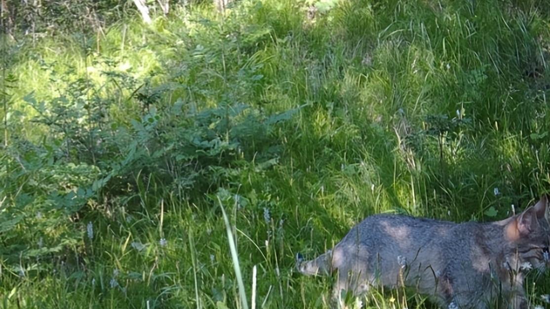 甘肃一地发现荒漠猫，一种超神秘的猫科动物，拥有极高的狩猎智商