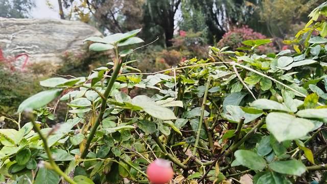 家长对孩子好的方式，却是最坑孩子的做法，易引发厌学和情绪内耗