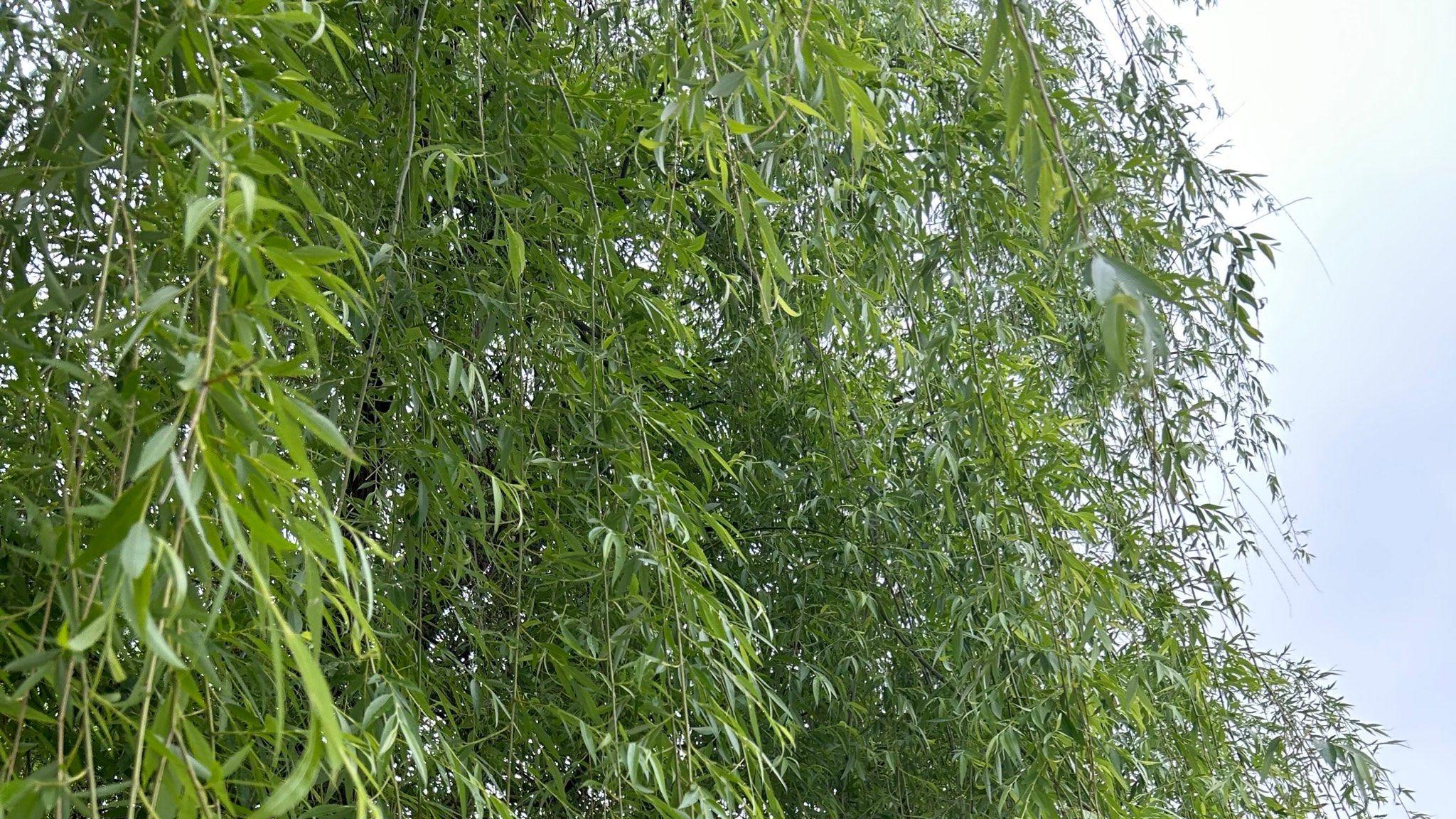 多日秋雨过后, 走进田间与山间的诗意时光
