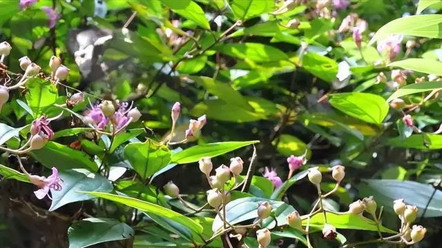 屏南山坡普遍存在，2019年50多岁老人拍照上传，专家鉴定为新物种