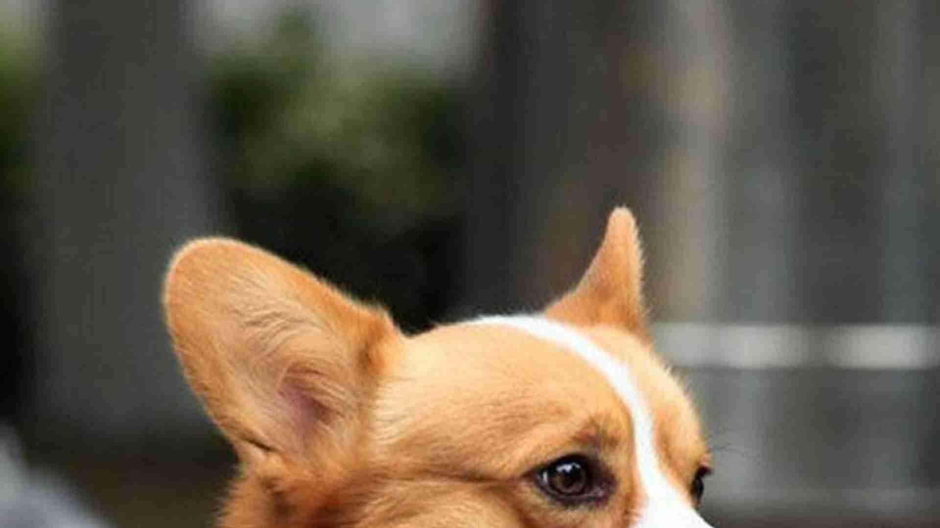 妊娠反应对照表，三个月记录册，家养柯基犬，异常要警惕
