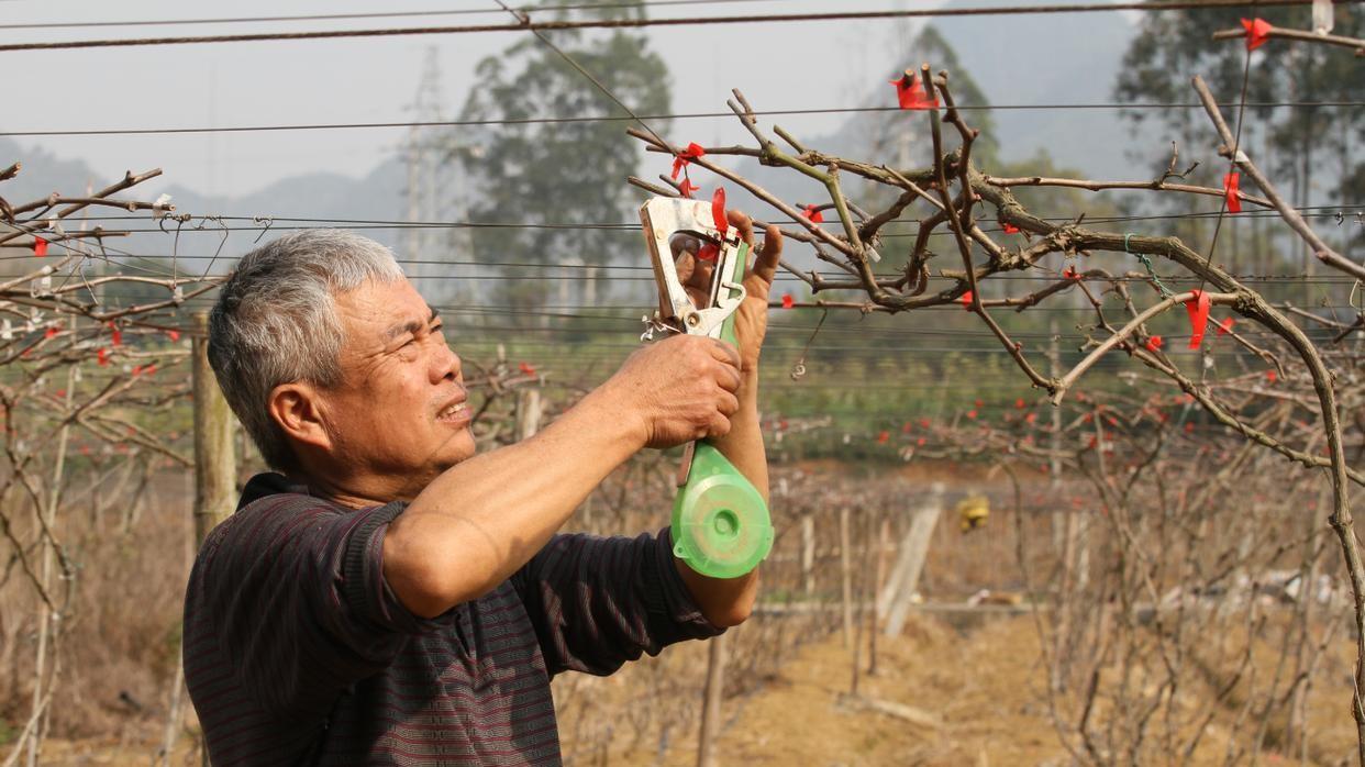 葡萄树剪枝：冬夏各有诀窍，时间方法巧搭配，产量品质双提升