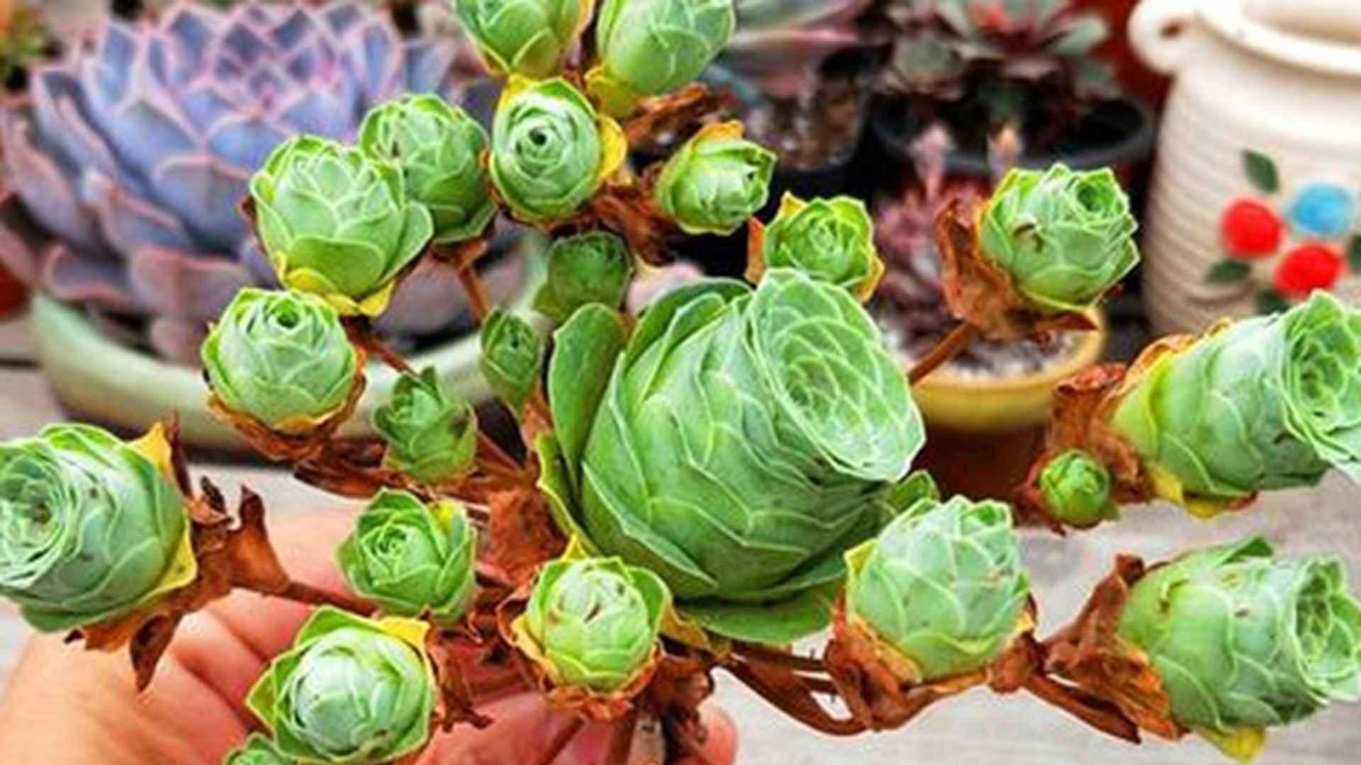 山地玫瑰经济分析，三个月产值数据，退伍军人笔记，湿度控制要点