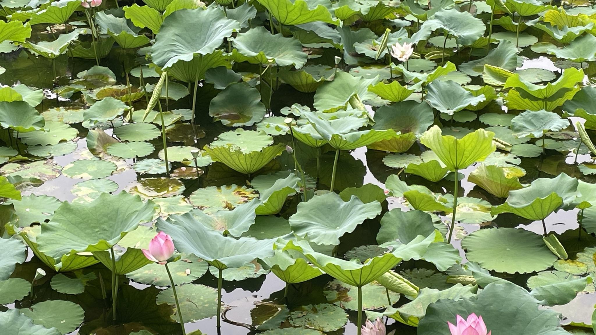 你是否也被某些观念、经验所束缚呢？