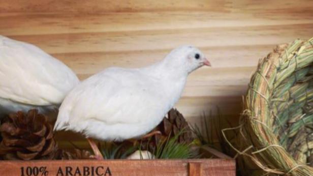 饲养芦丁鸡新手须知：你真的准备好了吗