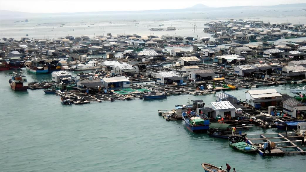 日本广岛牡蛎大规模异常死亡！渔民悲鸣：50年首遇"海鲜坟场"！