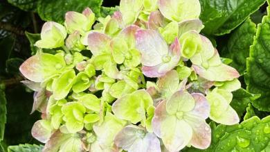 前海人寿幸福之家深圳康养社区丨从耕耘到收获，他们在城市中心，种下了一片“心灵绿洲”