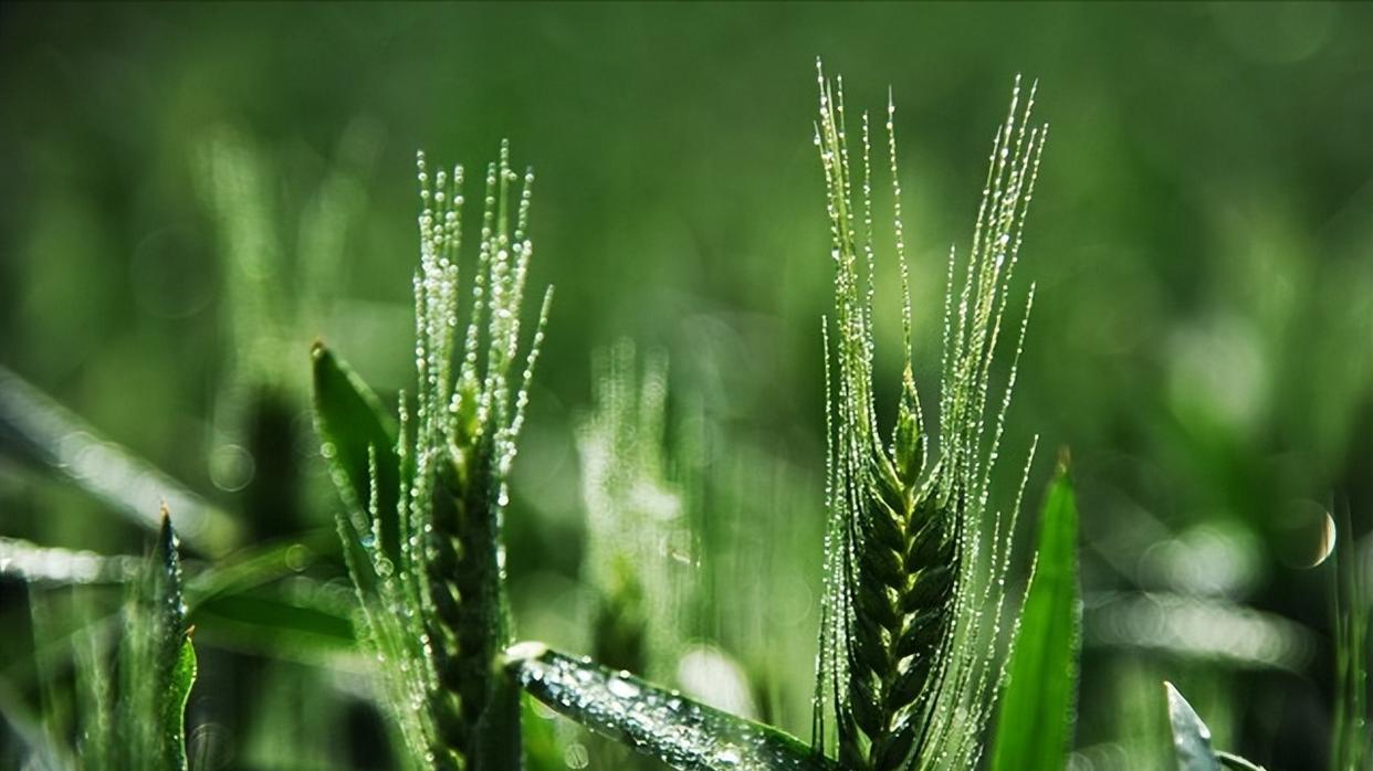 “小满不满，干断田坎”，“满”是什么意思？2025年小满会满吗？