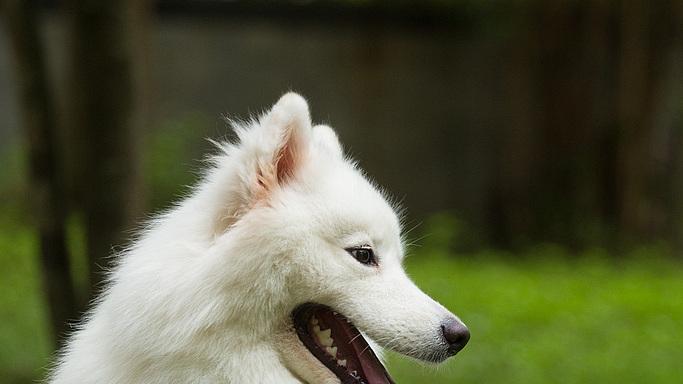 犬类的毛发结构：功能与护理的科学