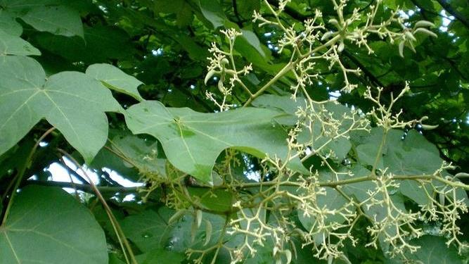 梧桐抗旱基因筛选，荒漠化地区试种，塔克拉玛干边缘，蒸腾速率监测