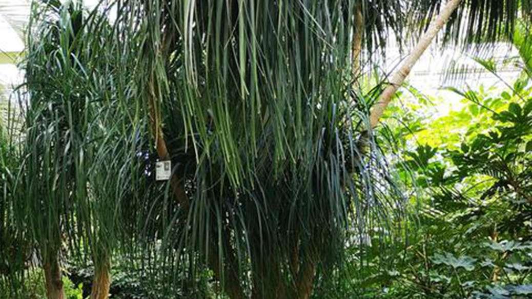 山区酒瓶兰种植热销，湿度记录是关键，昼夜温差需控制在5℃以内