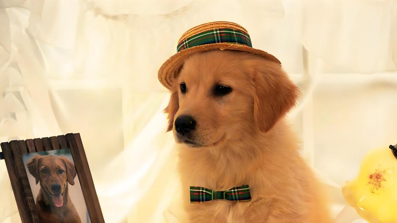 狗驱虫有多重要，体内体外驱虫指南，别让寄生虫偷走狗的健康