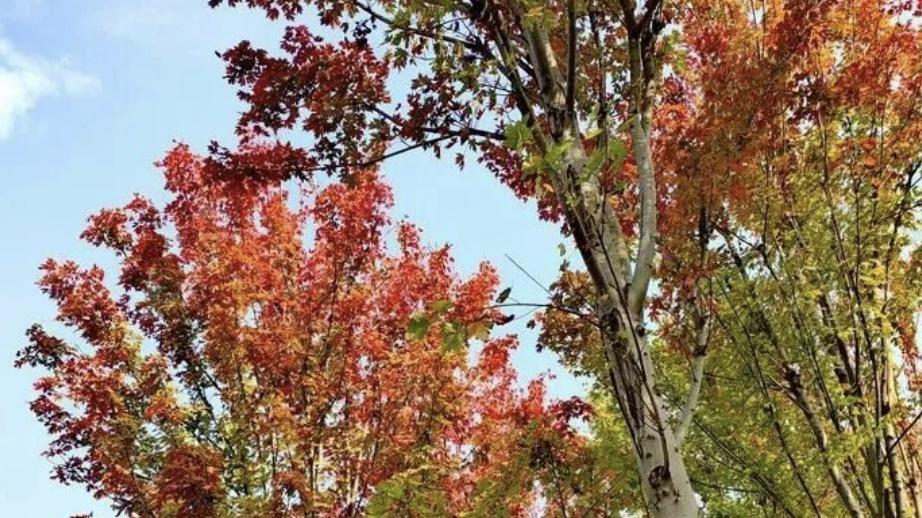 初冬迎福，这几类日主的人贵人相助、财源广进