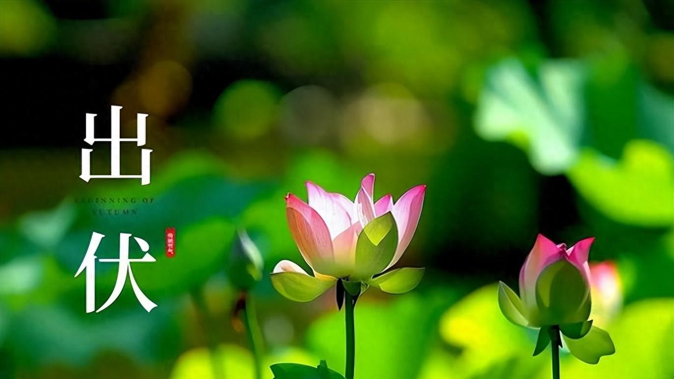 8月19日出伏，俗语“出伏逢双，旱死牛”，啥预兆，看农谚咋说？