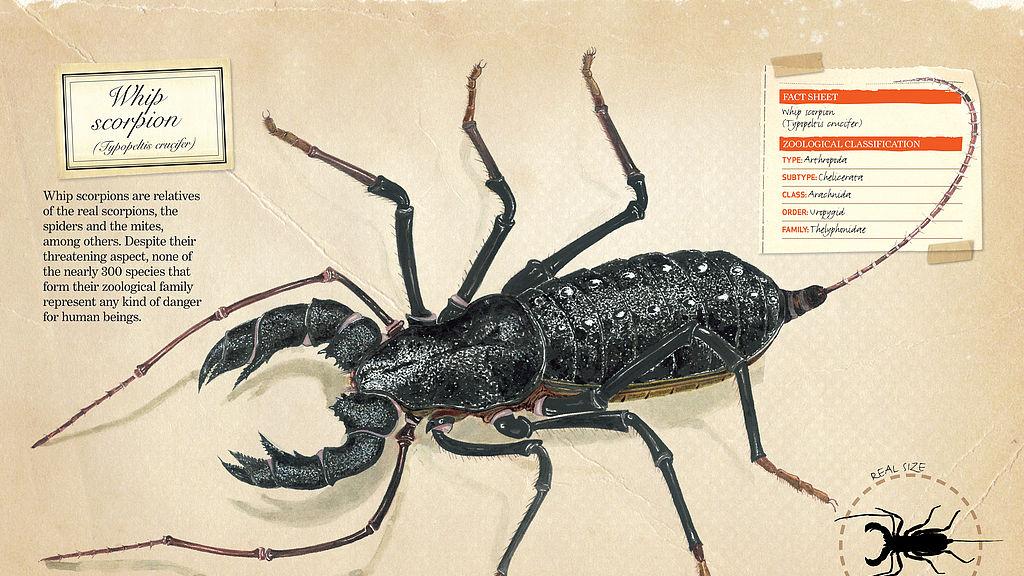 鞭蝎：无毒却让对手望而生畏的尾鞭