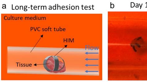 这款“星型微型机器人”，让免疫细胞不再 “迷路”