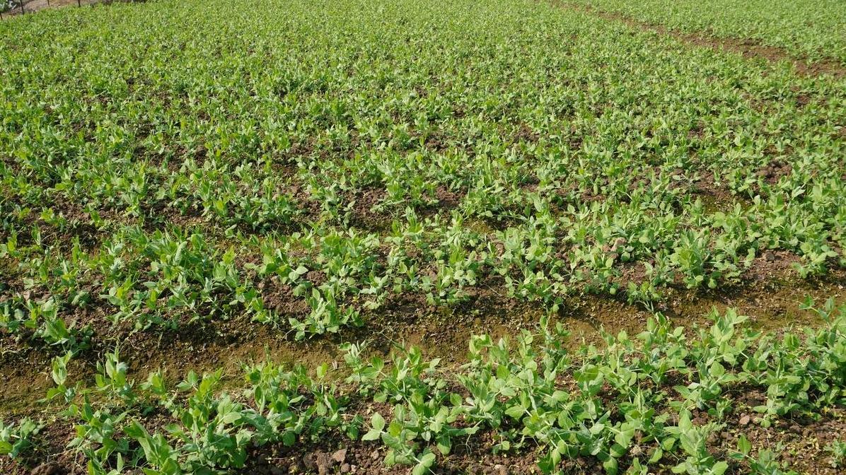 二月可以种豌豆和大蒜吗？你不知道的年后种植秘诀