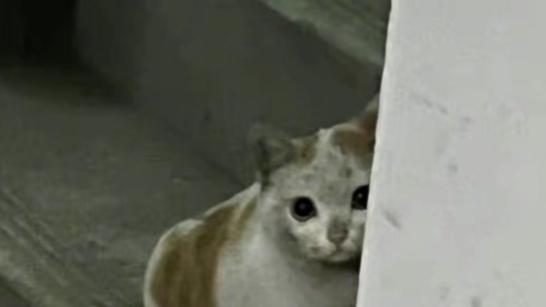 流浪猫的花语是手慢无，你准备好迎接一位特别的家人了吗？