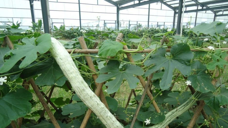 探索十大鲜为人知的农业种植商机：高收益作物揭秘