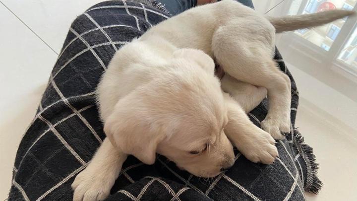 气味追踪强化，冬季保暖措施，南极科考队伙伴，拉布拉多鳕鱼贸易护航考