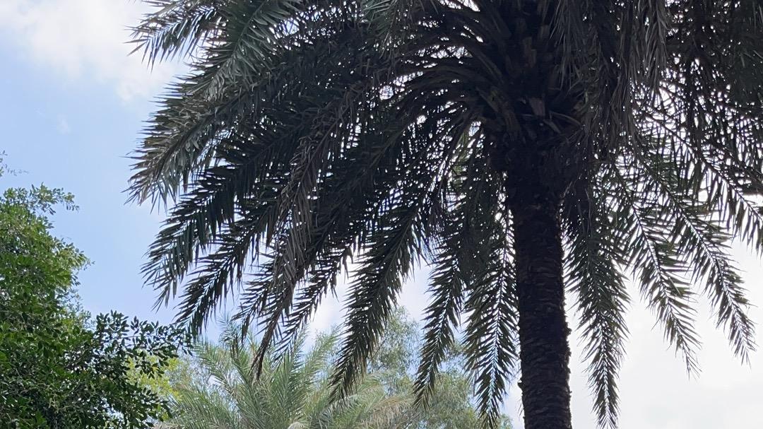 2026年每日通盛及各生肖运势1月4日