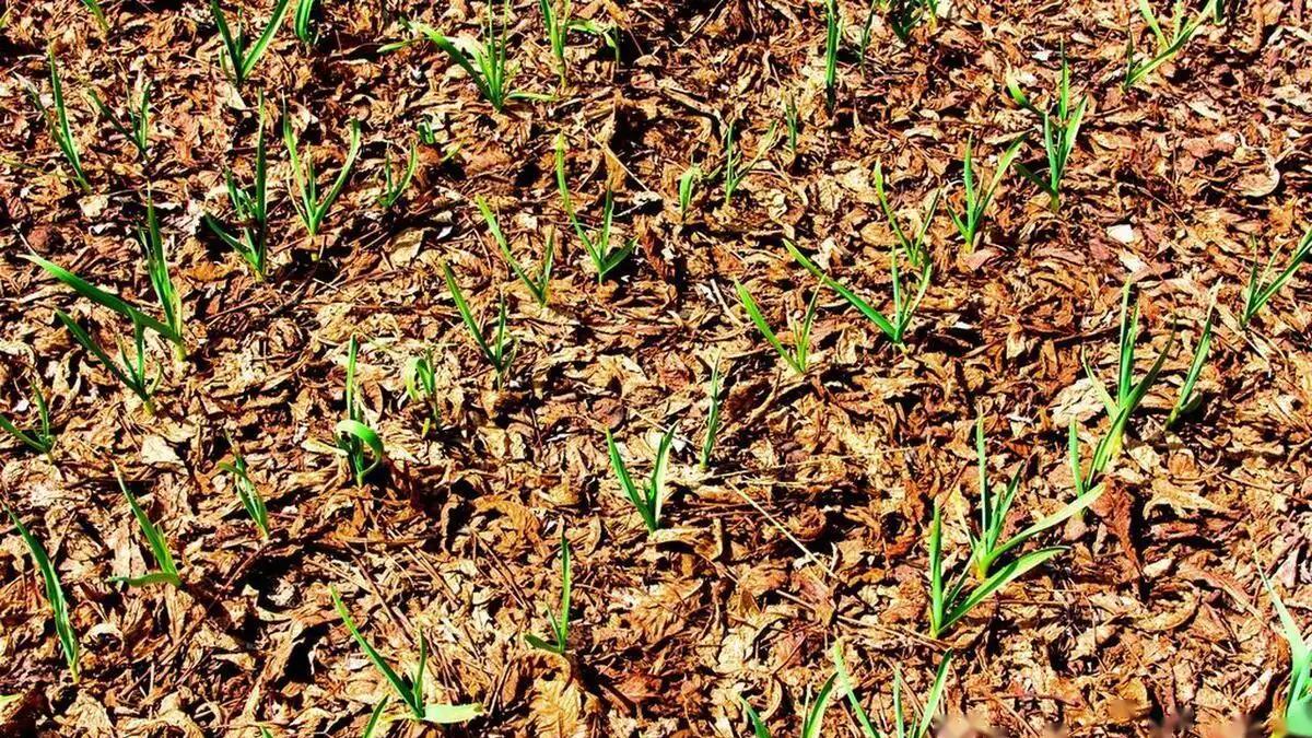 大蒜、菠菜、小葱越冬种植指南：化锄松土和施肥技巧详解