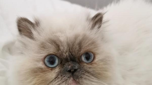 2025宠物空气净化器哪个好用？专家教你3招避坑，照着买准没错