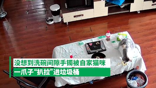 3万金镯子被猫推垃圾桶，12小时进焚烧炉，网友狂搜防猫神器：当代养宠避坑指南