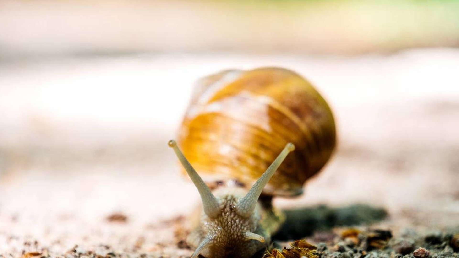 蜗牛抗病基因，分子标记选育，存活率提升，生物实验室合作成果