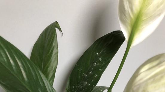 白掌分株最佳比例，咖啡厅造景需求，三周爆盆