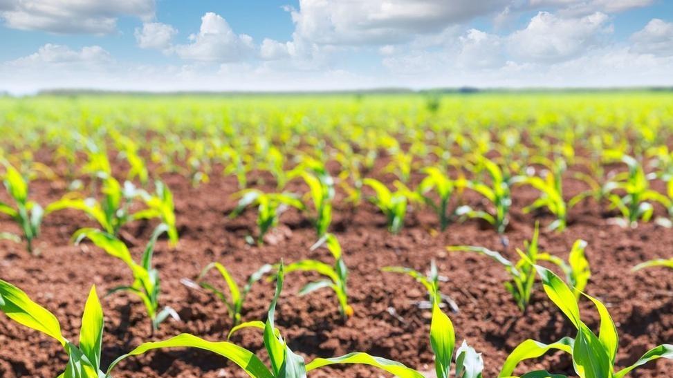 玉米苗期生长秘诀：从土壤到施肥，这样做才能壮苗！