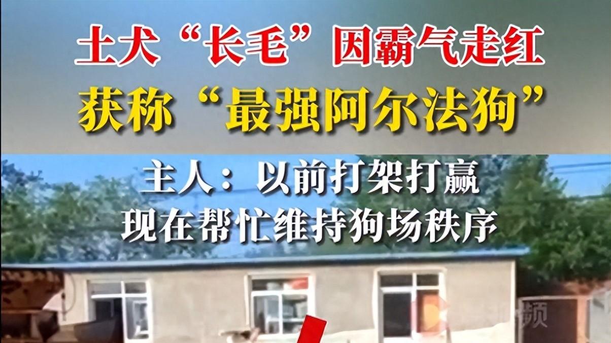 中国“狗王”长毛征服全球：一只下司犬的血性逆袭与东方智慧觉醒