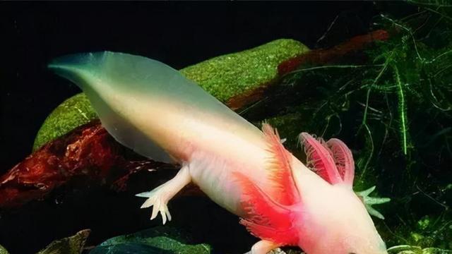 濒危物种重生背后，竟藏着现代人最渴求的复活术？