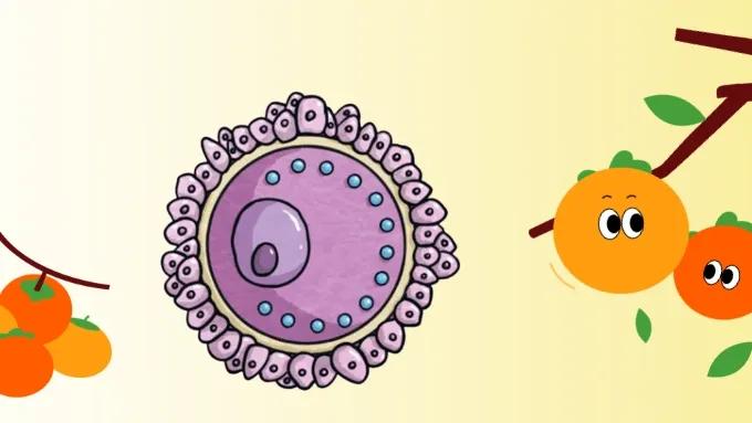 什么人需要在准备移植前打“降调针”？