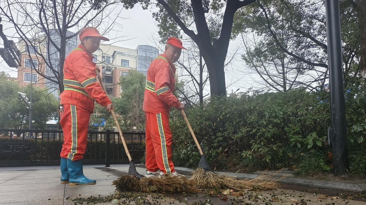 “甜蜜的负担”：樟树籽如雨下