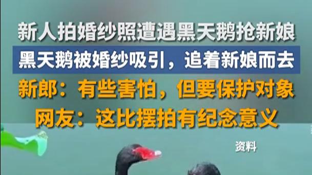 黑天鹅的抢亲日记：那天，我差点成了“第三者”