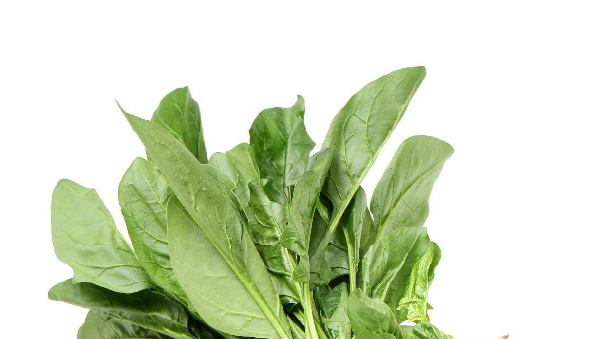 菠菜什么时候种最好？这里有详细解答