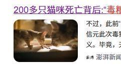 猫咪从猫粮过渡到自制猫饭怎么做？附详细步骤和成猫自制猫饭食谱