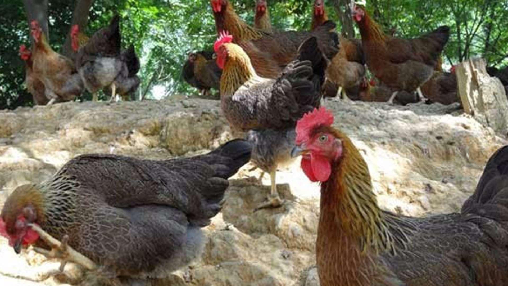 光照强度调控，六周数据，退伍军人示范，黄羽肉鸡产蛋