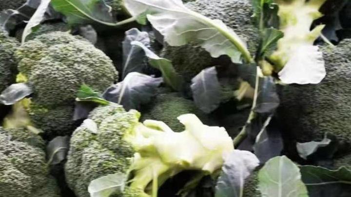 西兰花预冷处理要及时，冷链运输温度需精准，保鲜期延长效益显著